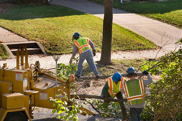 How Our Tree Care Process Works  in Pollock Pines, CA